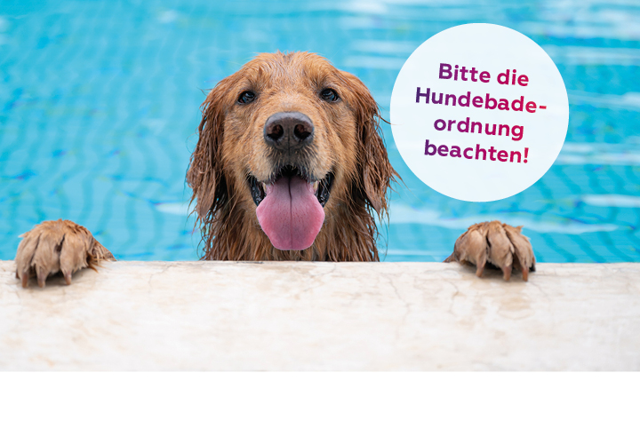 Hundeschwimmen im Volksbad